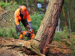 How Our Tree Care Process Works  in  Maud, TX