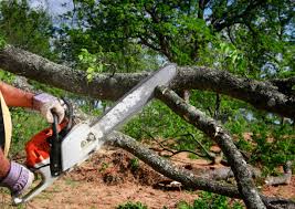 Best Tree Risk Assessment  in Maud, TX