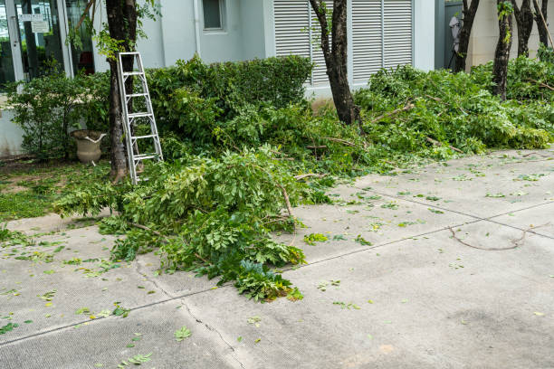 Trusted Maud, TX Tree Services Experts