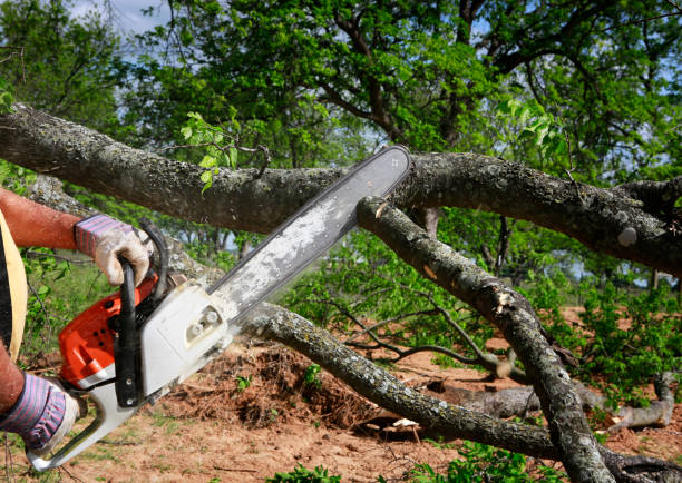 Best Mulching Services  in Maud, TX